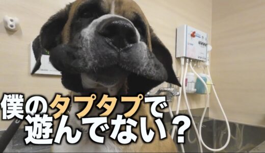 デコシワ大型犬を洗う