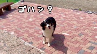 なかなか家に入らない犬に、「ゴハン」と言った瞬間