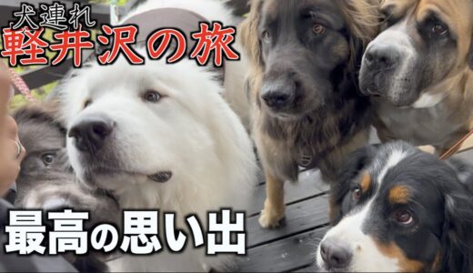 忘れられない思い出になった犬連れ軽井沢の旅