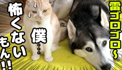 生まれて初めての雷が怖すぎてハスキー犬に助けを求める子猫がこちら...