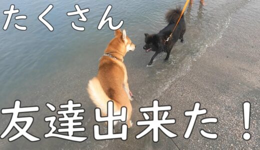 お！ワンジロー他の犬を遊びに誘ってる。