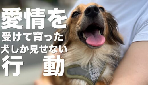 飼い主から愛情を受けて育った犬しか見せない行動