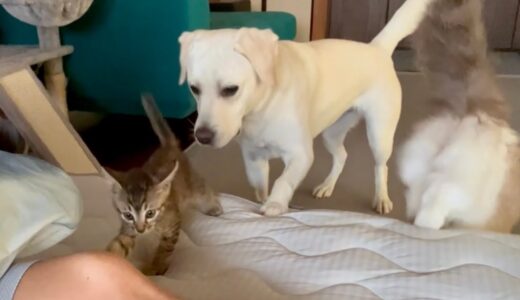 寝てる犬の喉元に食い付く保護子猫、怒らずあやす優しい大型犬