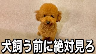 犬を飼うと毎日こうなります。【トイプードル】