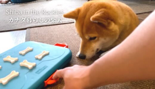 上級者向きの犬用教育オモチャに初挑戦する柴犬ナラ【4K】