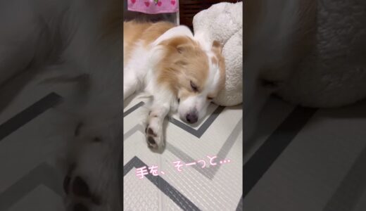 寝ている犬の前にこっそり手を置いた時の反応でキュン死に寸前!?【ボーダーコリー】#shorts