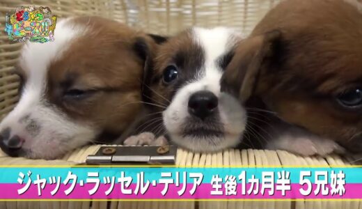 【ジャック・ラッセル・テリア】寝起き　おやつ探しグランプリ【かわいい犬まとめ動画】