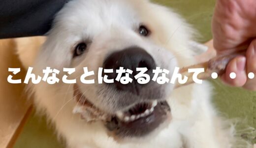 禁断のおやつをあげると、どんな犬でも凶暴化するらしいのであげてみた結果。。グレートピレニーズドレミ