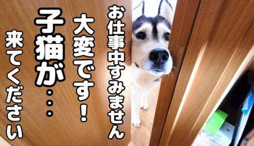 ハスキー犬がクンクン騒いでるのでついて行ってみると子猫が...