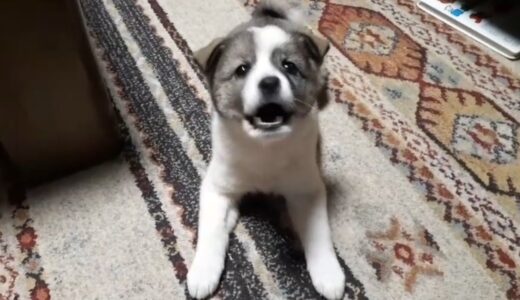 【保護犬】犬の気持ち【子犬】もみじの鳴き方が変わりました！愛犬と会話