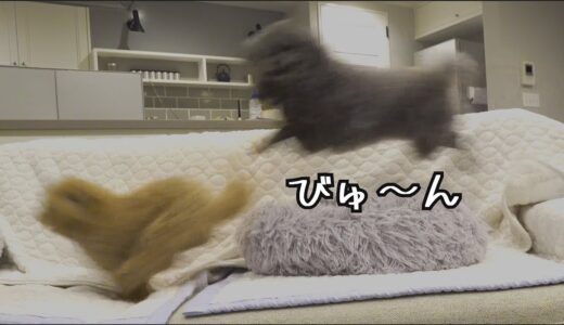 犬の歓喜の大ジャンプが見たいパパの奮闘記