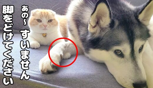 大変です子猫の脚がハスキー犬に挟まった...