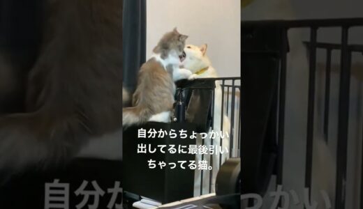 【バトル】犬と猫が今日もバチバチしてます【ろくもね】