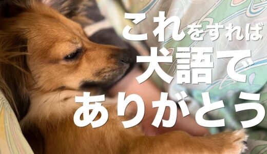 飼い主が犬にすれば犬語で「ありがとう」と伝えているに値する行動