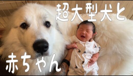 【子煩悩】生後５日の赤ちゃんが好きすぎて側から離れようとしない超大型犬｜グレートピレニーズ