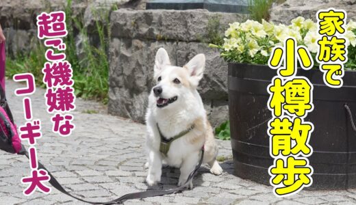 家族と小旅行で、超ご機嫌なコーギー犬が可愛いすぎる