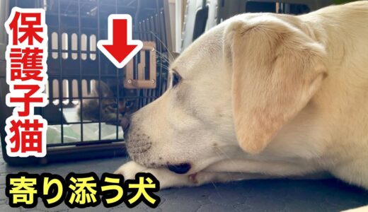 泣きじゃくる保護子猫に寄り添って安心させる犬と猫の優しさに涙が出ます