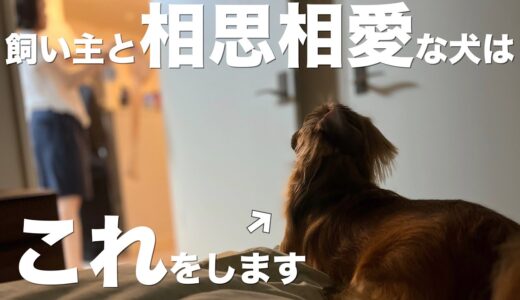 飼い主と相思相愛な犬だけがこの行動を見せます。