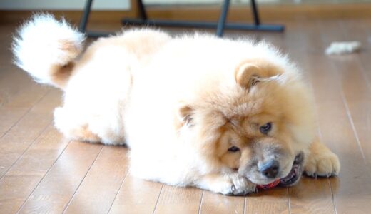 新しいおもちゃをあげたらルンルンになるチャウチャウ犬