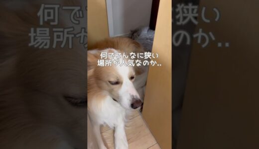 全てを諦めてしまった犬...優しすぎるのも考えもの😂【ボーダーコリー】#shorts