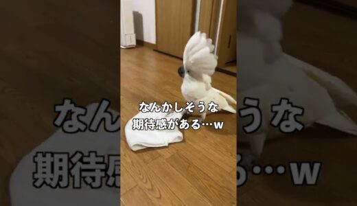 洗濯物をたたむと見せかけて犬になるオウム#shorts