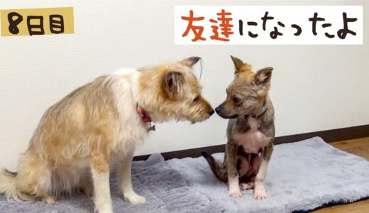 牧場に捨てられてた犬との生活8日目 友達になりました