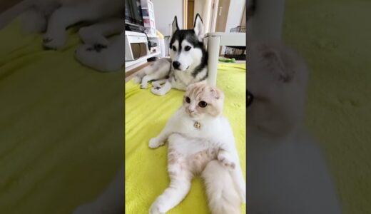 急に地震がその時子猫とハスキー犬は…