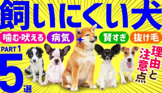 【本当は飼いにくい人気犬種💙Part1】こんなはずじゃなかったとならないために