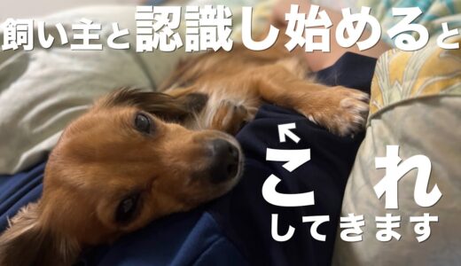 犬は飼い主として認識し始めた人にこの行動をします。