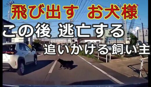 迷惑運転者たち　No.1172　飛び出す　お犬様・・この後　逃亡する　　追い掛ける飼い主・・【トレーラー】【車載カメラ】