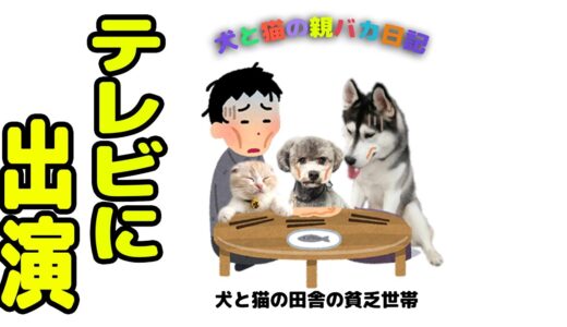 子猫とハスキー犬達が俳優に転職することになりました…笑