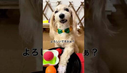 【犬のアイスクリーム屋さん】またまたバナナ🍌って言ってます💕#shorts #犬 #ペット #おしゃべりペット