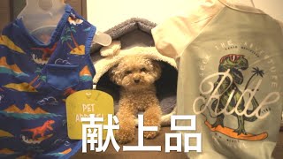 貢ぎ物が当たり前になり過ぎた犬の末路/トイプードル