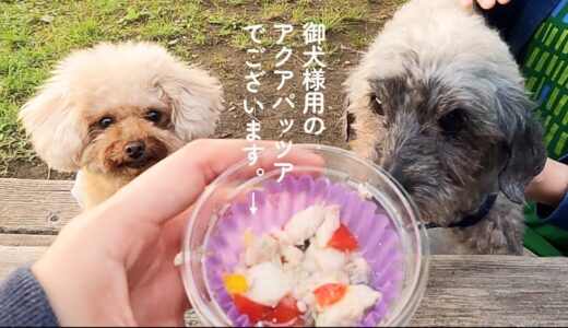 保護犬、トリミングとプレゼントとピクニックと。