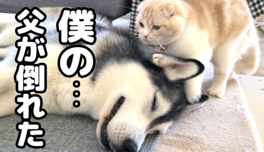 体調不良で倒れたハスキー犬をつきっきりで看病してくれる子猫が優しすぎた…