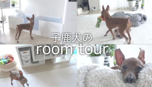 【ルームツアー】子鹿犬が暮らす真っ白でシンプルなお部屋紹介【ミニピン／元保護犬】