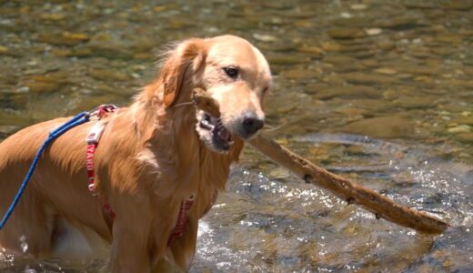 自分より大きな流木を一生懸命運ぶ犬w