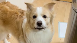 飼い主が出掛けるのを察知した時の犬の反応が...悲しすぎた😭【ボーダーコリー】