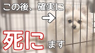 【胸糞注意】犬を家族と思っていない飼い主がしているNG行為【犬の飼い主】