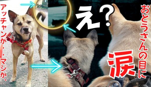 保護犬アッチャン！まさか・・？別人のような反応？感情？おとうさん涙