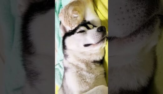 夜中に子猫に起こされるハスキー犬がこちら#shorts