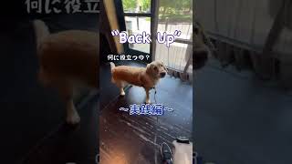 【犬の躾】バックアップ〜実践編〜　#shorts