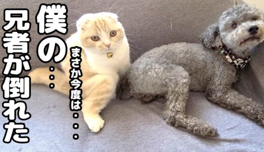 体調不良で倒れたトイプー犬を看病してくれる子猫に胸が締め付けられました...