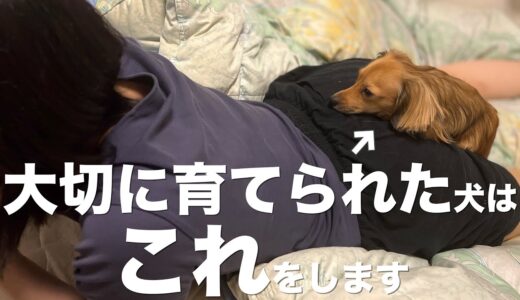 大切に育てられた犬はこんな行動をします。