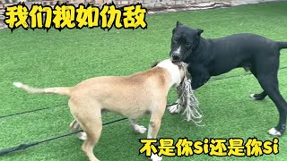 55斤比特犬对战70斤加纳利，双方体型悬殊仍互不相让，现场太惨烈