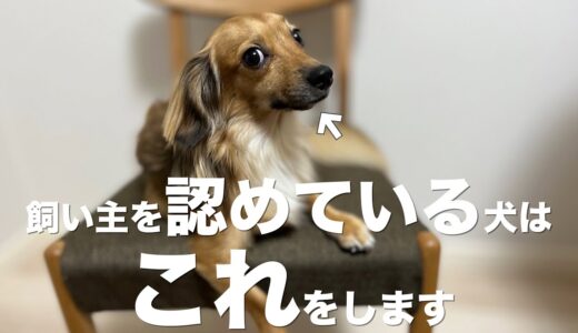 飼い主のことを認めている犬だけがこの行動を見せます。