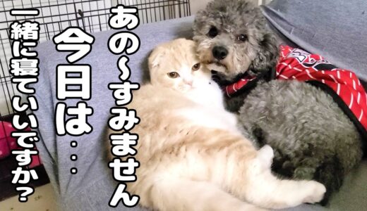 とある理由で子猫とハスキー犬が険悪な雰囲気になってこうなった...笑