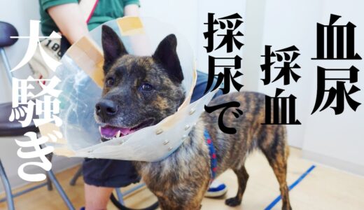 病院で大騒ぎ！？血尿で甲斐犬の病気が発覚しました！治療費公開！【甲斐犬・柴犬】