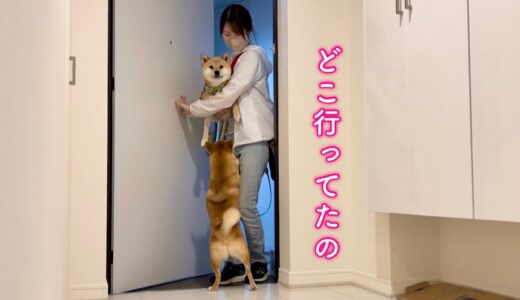 家に帰ったらママと弟犬がいないことに気づき大慌てする柴犬￼が可愛い