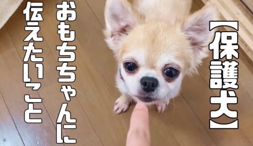 大きな瞳いっぱいに涙をためて怯えていた保護犬、おもちちゃんに伝えたいこと・・「vol 223」